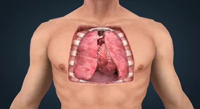 Анатомия сердца - 3D анимациялар - MOZAIK цифрлық білім беру және оқу