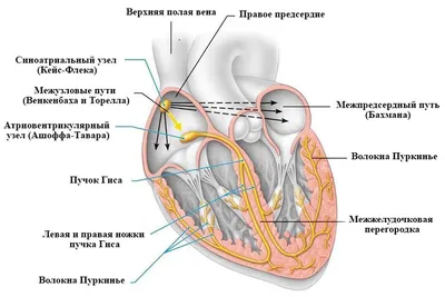 Сравнительная анатомия сердца человека и экспериментальных животных |  Лабораторные животные для научных исследований