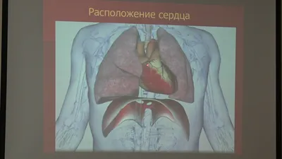 Функциональные нарушения внутренних органов - Центр физической реабилитации  и спортивной медицины EzraMed Clinic