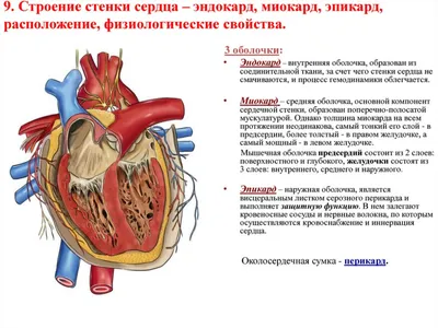 Сердце - Kenhub