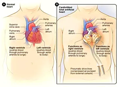 Сердечно-сосудистая система человека. Сердце • Биология, Анатомия и  физиология человека • Фоксфорд Учебник