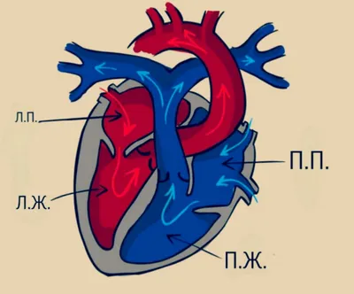 Органы переднего средостения