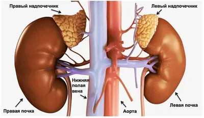КТ органов грудной полости, органов брюшной полости и органов малого таза