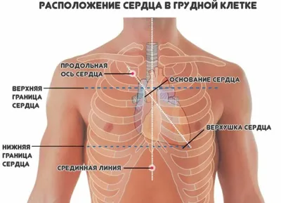 Где находится сердце