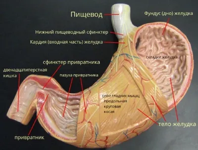 Рентгенография органов грудной клетки - Системный подход