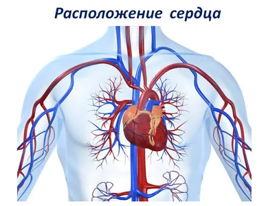 Координационная лестница для физических нагрузок и тренировки сердца