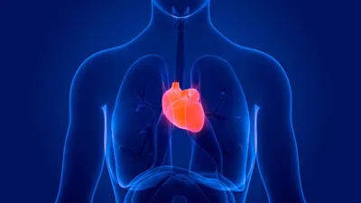 Расположение сердца в грудной клетке фото фото