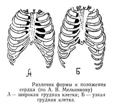 Анатомия человека. Строение и расположение внутренних органов человека.  Органы грудной клетки, брюшной полости, органов мало… | Анатомия человека,  Анатомия, Человек