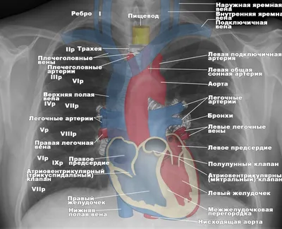 Анатомия для студентов медицинских ВУЗов (часть 2: Анатомия сердца) | Good  doctor | Дзен