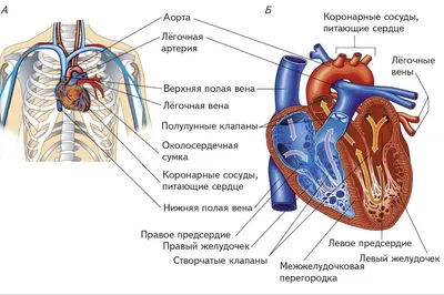 Сердце человека: где находится, как выглядит и работает, почему может болеть