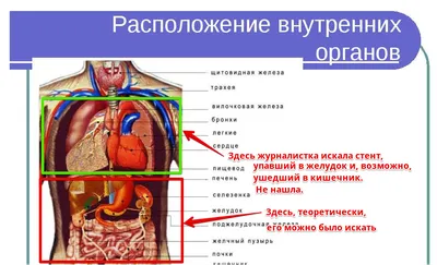 Анатомическое расположение сердца в грудной клетке человека