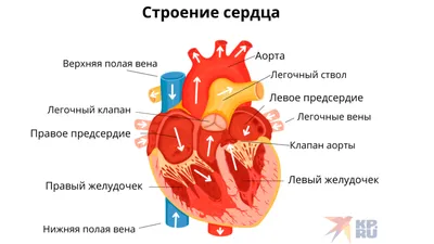 Где находится сердце