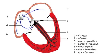 СЕРДЕЧНО-СОСУДИСТАЯ СИСТЕМА: