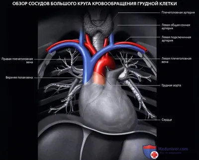 Фото органов человека: где находятся ключевые органы в организме?