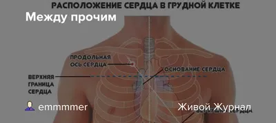 О сердце в норме | Консультация аритмолога в Минске DOKTORA.BY