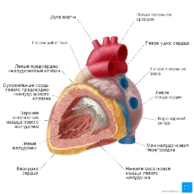 Сердце человека: где находится, как выглядит и работает, почему может болеть