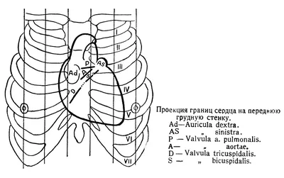 Расположение сердца человека. Слева или по середине? (скрины из учебников)  - ЯПлакалъ