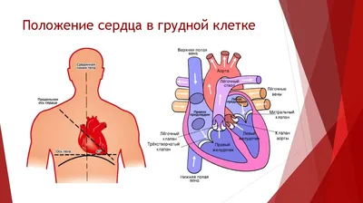 Практические рекомендации МОУАГ (обновленные): скрининг сердца плода