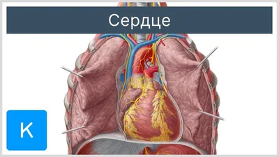 Органы Грудной Клетки Человека С Легких И Сердца — стоковые фотографии и  другие картинки Синий - Синий, Человеческое тело, Торс - iStock