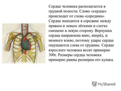 Анатомо-физиологические особенности сердечно-сосудистой системы. Анатомия  сердца. (Лекция 12) - презентация онлайн