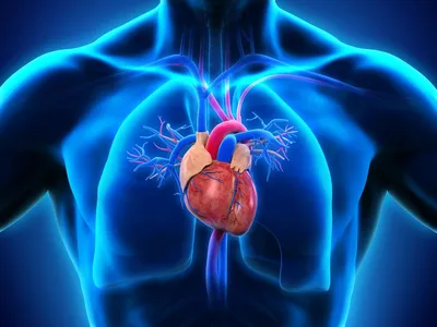 Анатомическое расположение сердца в грудной клетке человека