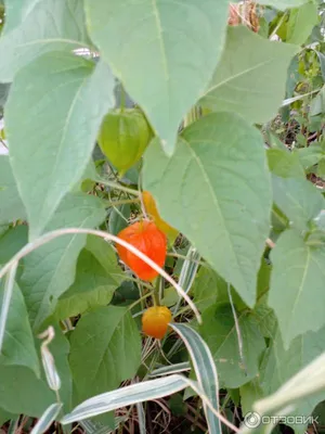 Земляничный томат» не любит частый полив: Общество: Облгазета
