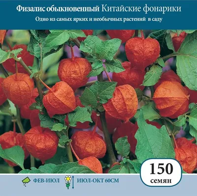 Рассада физалиса — купить в Красноярске. Ягоды на интернет-аукционе Au.ru