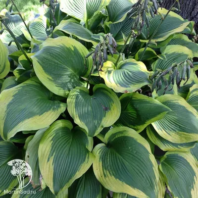 Саженцы Хосты Джаст Со двухлетняя (Hosta Just So) С1.2 (ID#1448046415),  цена: 80 ₴, купить на Prom.ua