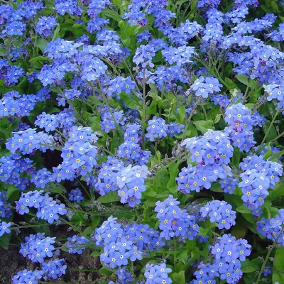 Незабудка альпийская Victoria Hellblau - Незабудка - GardenPlants