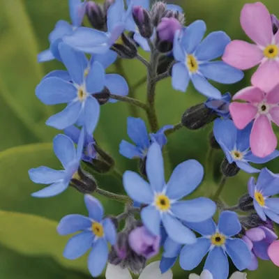 Незабудка Мон Ами Блю (Mon Amie Blue) семена купить в Украине | Веснодар