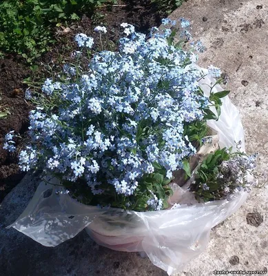 Рассада Незабудка лесная смесь - купить рассада цветов с доставкой по  Украине в магазине Добродар