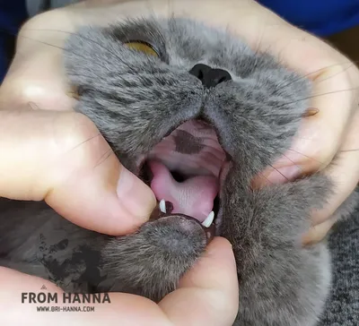 В Волгограде ветеринары провели коту уникальную операцию, вживив протез из  тканей человека
