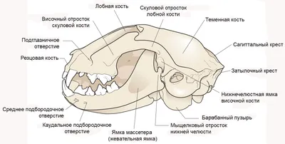 Sigma — профиль пользователя в Шедевруме