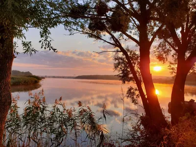 Рассвет на озере | Природа, Озеро, Ели
