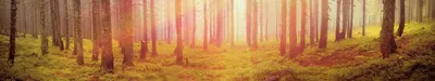 Рассвет в лесу» картина Акимовой Маргариты маслом на холсте — купить на  ArtNow.ru