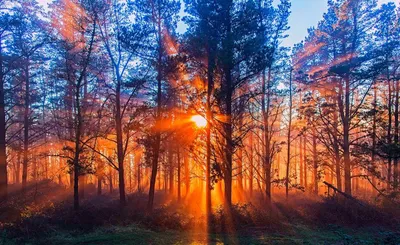 туманный рассвет в лесу. первые солнечные лучи в тумане Стоковое Фото -  изображение насчитывающей туманнейше, природа: 252561912