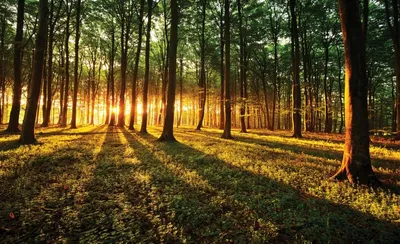 Рассвет над лесом. — Фото №79735