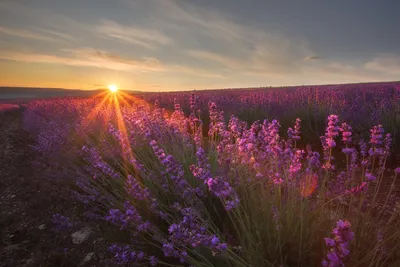 Рассвет в поле лаванды. Photographer Dmitrenko Ekaterina