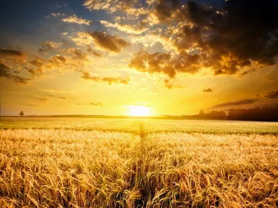 Красивый рассвет в поле - Фотография - PerfectStock