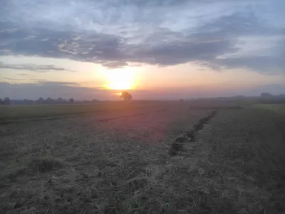 Картина \"Рассвет над пшеничным полем\" | Интернет-магазин картин \"АртФактор\"