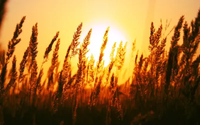 Рассвет В Поле Пшеницы — стоковые фотографии и другие картинки 2015 - 2015,  Без людей, Восход солнца - iStock