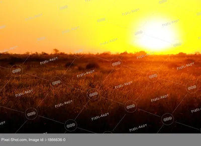 Рассвет в поле | Фотосайт СуперСнимки.Ру