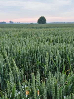 Поле пшеницы рассвет (45 фото) - 45 фото