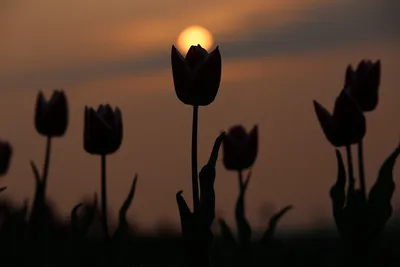 Восход солнца в поле. #беларусь #природа #пейзаж #утро #рассвет #поле  #пшеница #небо #облака #лето #солнце #belarus #nature #landscape… |  Instagram