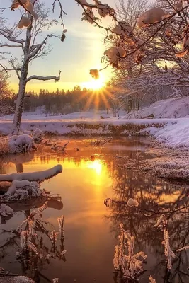 Золотистый рассвет зимой. — Фотограф Игорь Соболев