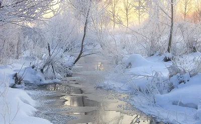 зимний рассвет в лесу, картинка ранней зимы, зима, рано фон картинки и Фото  для бесплатной загрузки