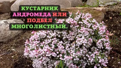 Кустарник Андромеда или Подбел многолистный.💐 - YouTube