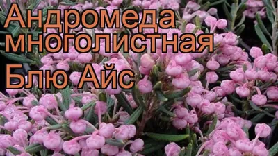 Саженцы Андромеда Никко купить в Москве и РФ. Описание сорта. Пункты  самовывоза. Почтой (наложенный платеж). Доставка курьером по МО.