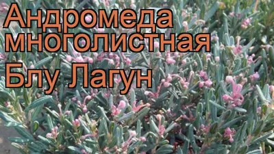 Андромеда многолистная (подбел многолистный) / Семейная медицина