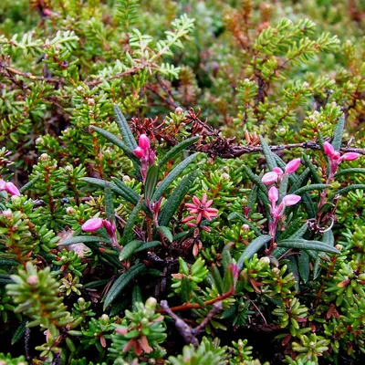 Подбел Андромеда Блю Айс / Andromeda polifolia Blue Ice — купить саженец в  интернет-магазине 🌳